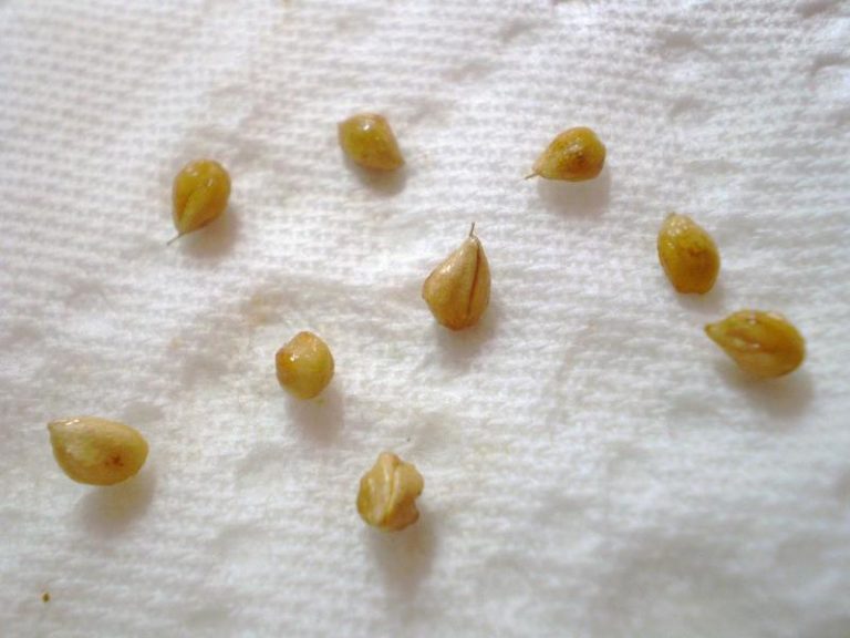 Вымачивать семена в перекиси водорода следует не менее 2-3 часов, чтобы добиться их качественного обеззараживания