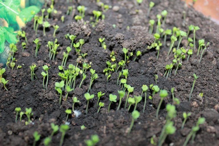 Чтобы семена хорошо проросли, и ростки начали активный рост, им нужна специально подготовленная почва