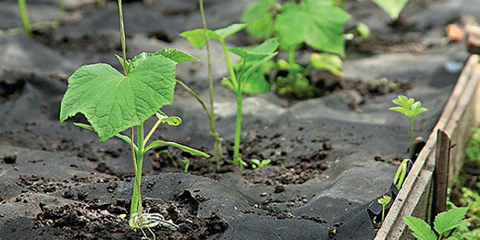 Выращивать рассматриваемую овощную культуру нужно на плодородной почве