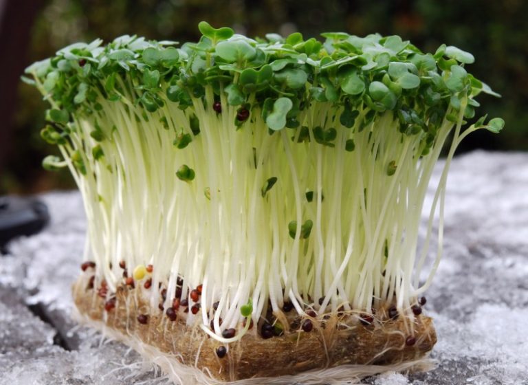 Корневая система салата не проникает глубоко в почву, поэтому выращивать салат можно в неглубоких пластиковых контейнерах либо горшках