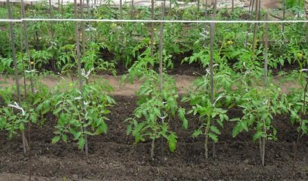 Схема посадки помидор в открытом грунте определяется по ряду условий