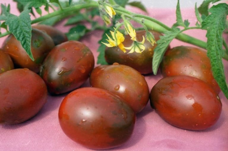 Де-Барао с томатами различного цвета: желтого, черного, красного, розового. Высокий куст дает сладковатые плоды удлиненной формы среднего размер