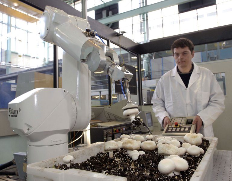 Следует выделить 2 уровня производства грибов — любительский и промышленный. В зависимости от них меняется и уровень используемого оборудования