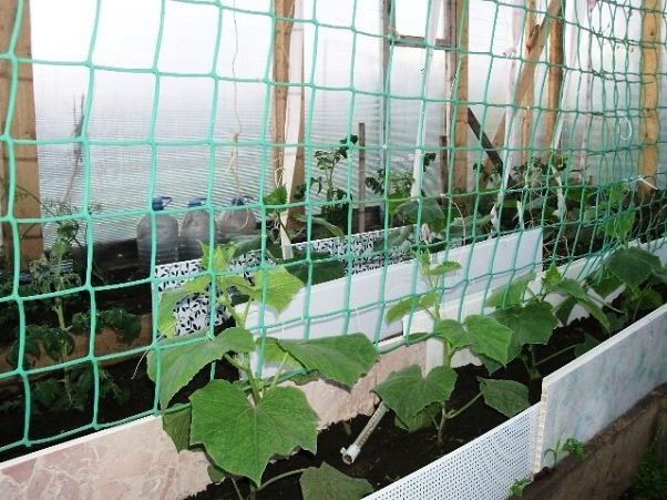 Выращивание огурцов на шпалере — отличное изобретение огородников