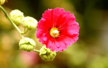 Шток-роза - это чаще многолетнее растение, с мощной корневой системой