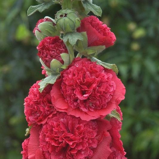 Многолетняя особенность шток-розы позволяет выращивать ее, посадив всего 1 раз
