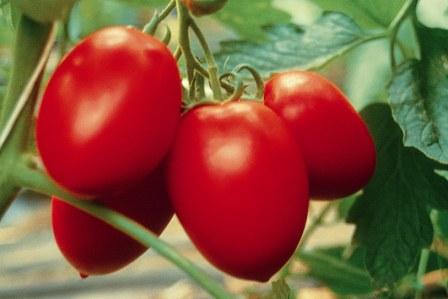 Благодаря высокой урожайности томат Сливка пользуется популярностью у огородников