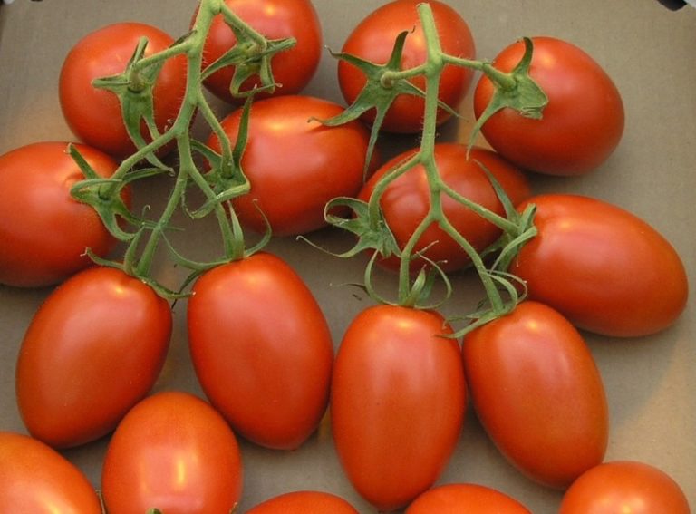 Лучшие помидоры для консервирования - толстокожие, не растрескивающиеся при стерилизации