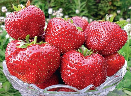Клубника - одна из самых популярных ягод