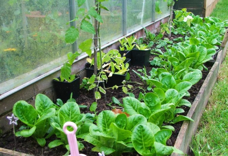 При посадке овощных культур в теплице надо помнить о совместимости растений