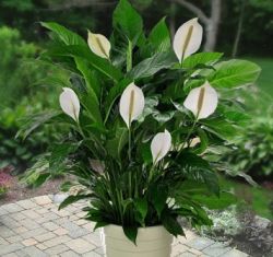 Комнатное растение спатифиллум с красивыми белыми цветами относится к семейству ароидных