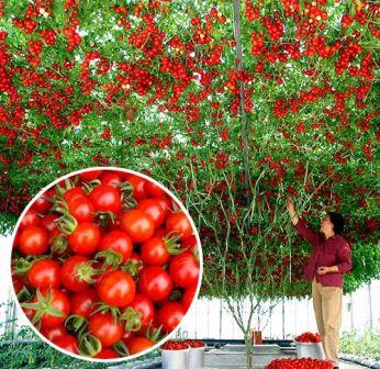 Спрут - это помидорное дерево, и технология его выращивания отличается от агротехники, которую применяют для классических сортов томатов