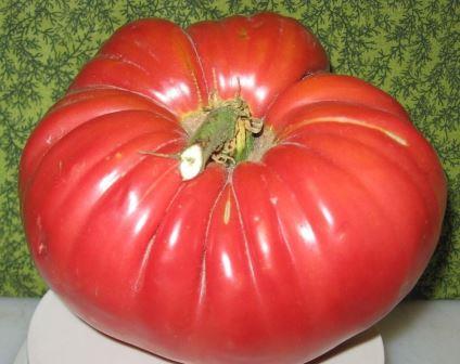 Из крупноплодных и раннеспелых сортов стоит обратить внимание на томат Сто пудов