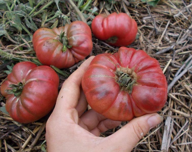Красноречивое название овоща притягивает внимание, любой огородник мечтает вырастить на своем участке мясистые, сочные и крупные помидоры с тонким деликатесным вкусом