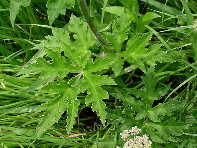 Борщевик мохнатый (Heracleum villosum)