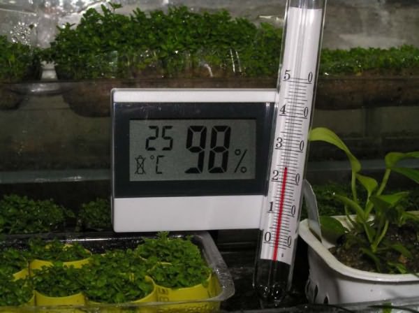 Для правильной работы теплицы требуется грамотно выбранный посадочный материал, а также благоприятная температура в теплице, чтобы растения начали обильно плодоносить