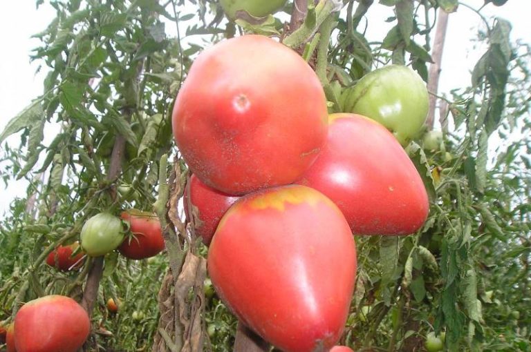 Те, кто сажал эти помидоры, отмечают сахаристость продукта