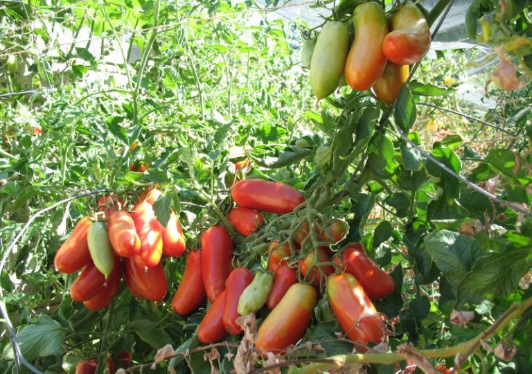 При грамотном уходе за растением с одного куста можно получить около 7 кг помидоров