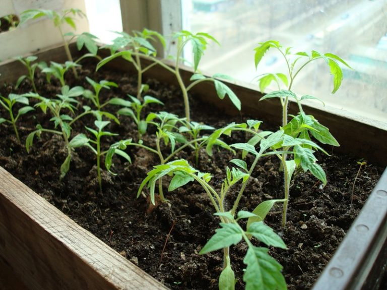 Подросшую помидорную рассаду необходимо держать при температуре не выше 15° С