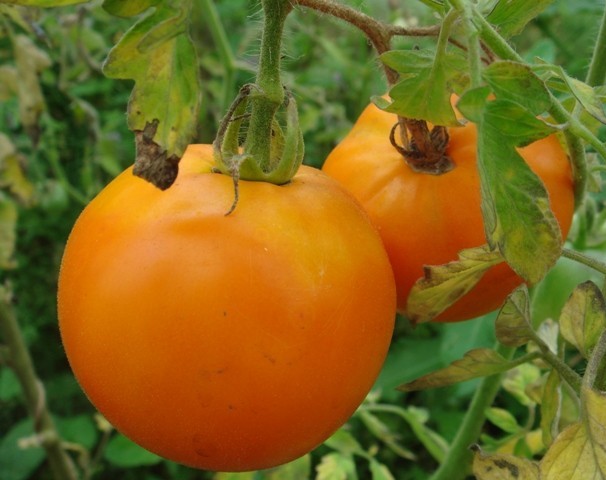 Чтобы получить хороший урожай томатов сорта хурма, совершенно не требуется каких-то специальных навыков или средств