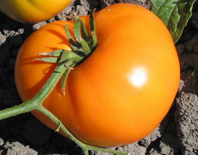 Чтобы оградить томаты от разных опасных заболеваний, следует проводить профилактические опрыскивания безвредными аптечными препаратами, типа Метронидазола