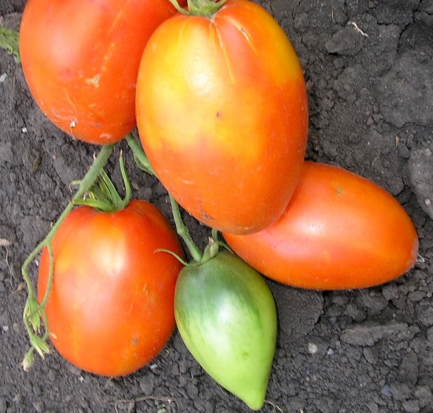 Специалистами сорт томата Кенигсберг принят как самостоятельный, притом сочетающий в себе только положительные свойства гибридов