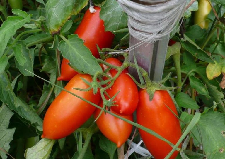 В описание сорта стоит включить тот факт, что данный томат достаточно устойчив к различным заболеваниям