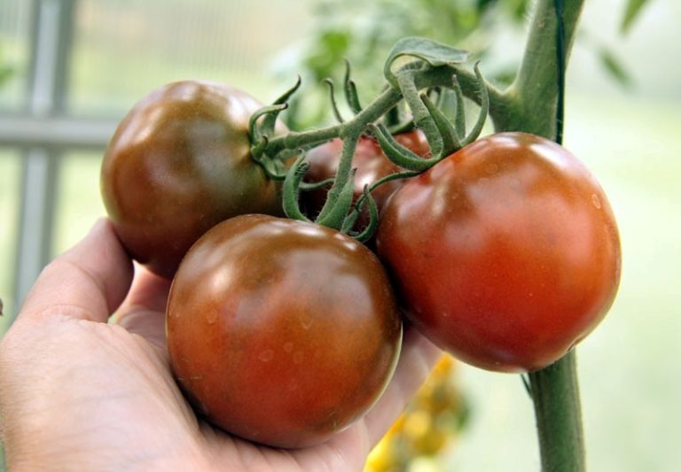 Черноплодные сорта помидоров выглядят поистине диковинно, но несмотря на свою внешность их вкусовые качества находятся на достаточно высоком уровне