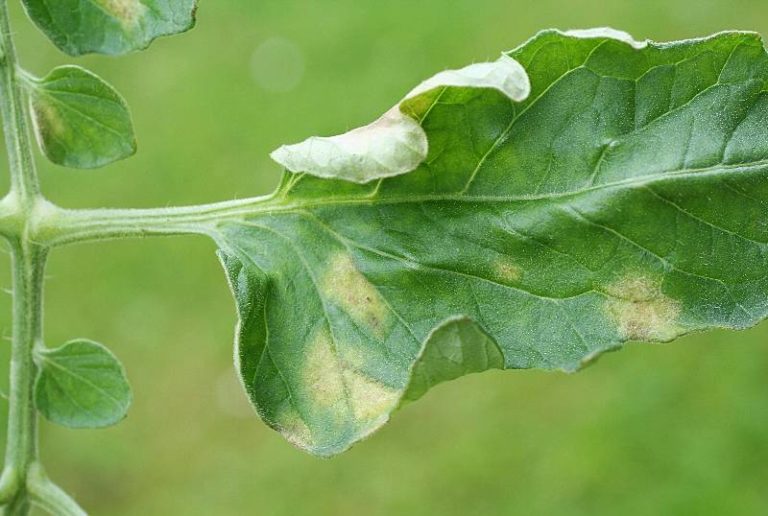 Причины скручивания листьев дополняет поражение листьев томатов вредными насекомыми (тлей, белокрылкой)