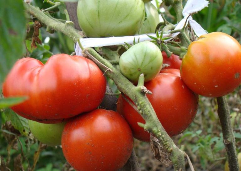 Толстой помидоры описание сорта фото
