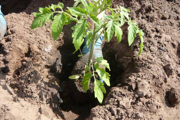 Высаживая растения в открытый грунт, не углубляйте стебли, этот метод укоренения подходит только для южных регионов