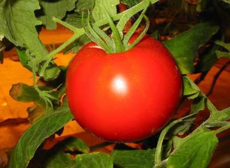 Томат дачник относится к ранним сортам помидоров универсального типа