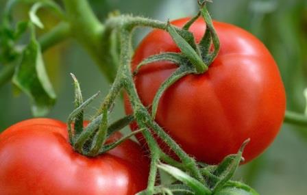 Многих огородников интересуют помидоры "Ляна"