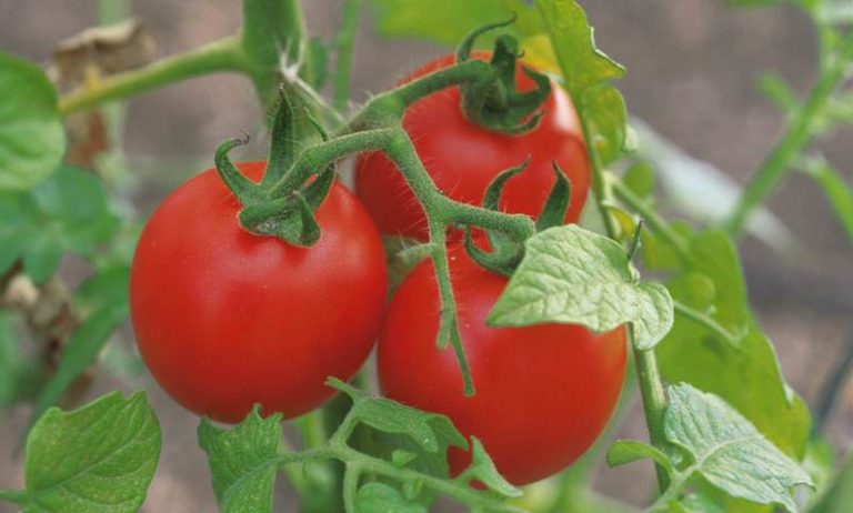 Овощеводы подтверждают, плоды томата небольшие, сливоподобные, красного цвета