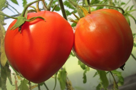 Подбирая сорта помидоров (Краснодарский особенно), нужно учитывать все особенности климата этой местности