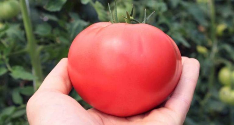 Ранние сорта помидоров, предназначенные в первую очередь для выращивания в Краснодарском крае, стоит высаживать в открытый грунт