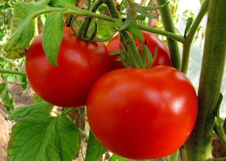 Сорта томатов для Краснодарского края среднего периода созревания отличаются своей высокой лежкостью, превосходными вкусовыми качествами, устойчивостью к различным болезням