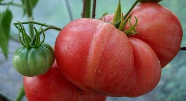 Для получения хорошего урожая при выращивании помидоров требуется периодически вносить удобрения