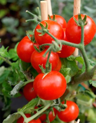 На первый взгляд вам может показаться, что это очень сложная и кропотливая работа - самостоятельно вырастить томаты