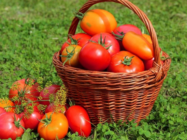 Сбор овощей необходимо проводить каждый день, это не только обеспечит ежедневное наличие на столе свежих помидоров, но и позволит быстрее доспеть другим помидорам на кусте