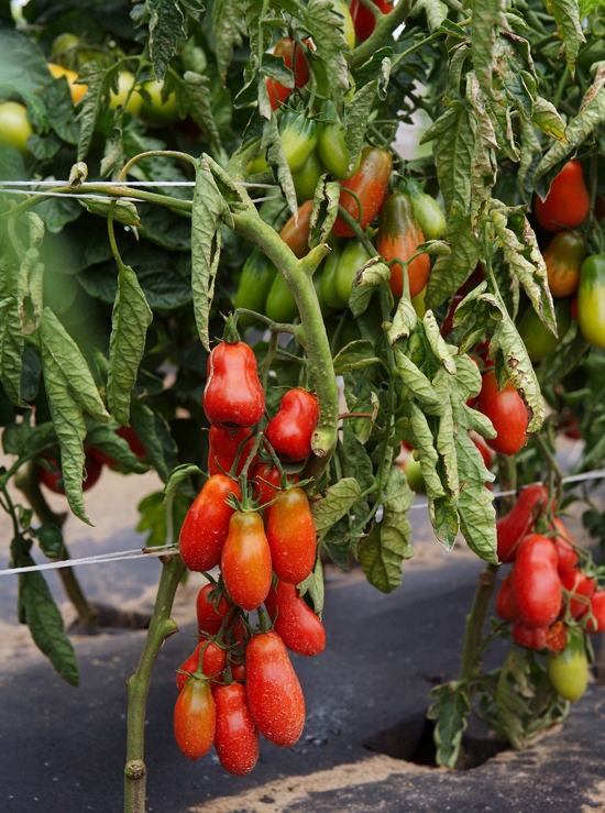 Основная ценность гибрида - длительность хранения помидоров, сладкий вкус и урожайность