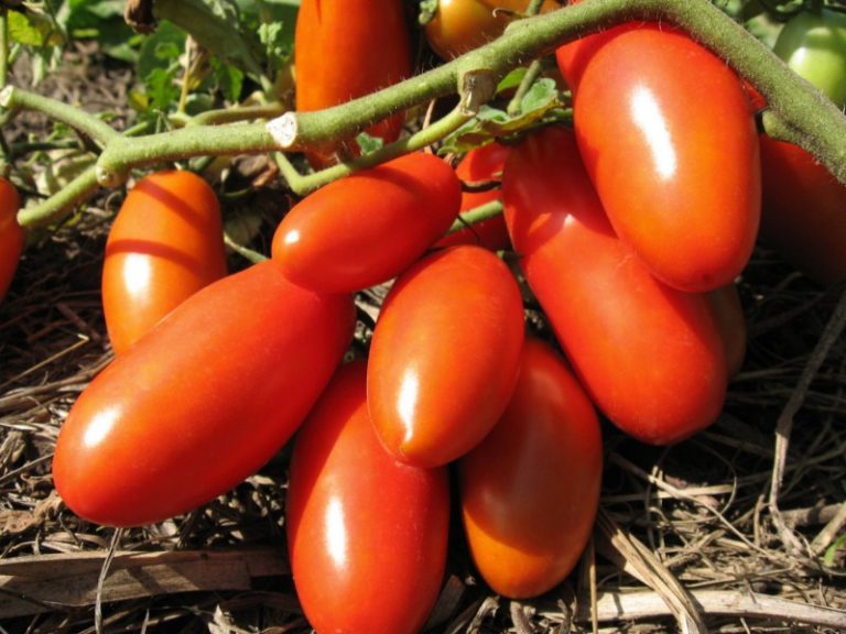 Первые помидоры созревают уже на 115-130 день после первых всходов