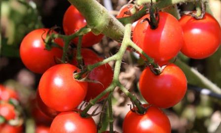 Для выращивания в теплице лучше выбрать гибридные сорта томатов