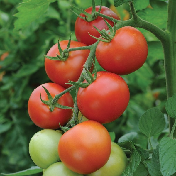 «Манимейкер» ­- сорт помидоров, который достаточно популярен у дачников