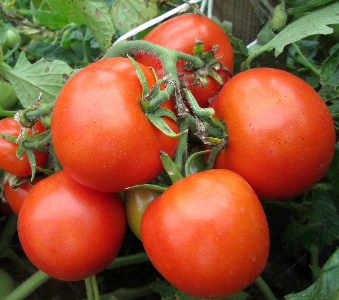 Большое преимущество низкорослых сортов помидоров - устойчивость к заболеваниям