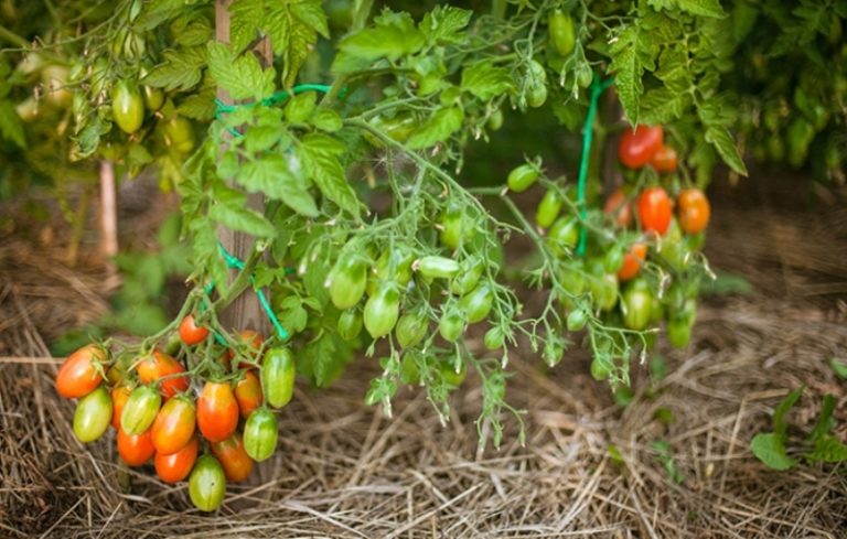 При выборе томатов для открытого грунта обязательно учитывается размер растений. Большое преимущество низкорослых томатов - компактность размещения