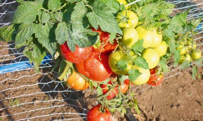 Низкорослые сорта томатов - отличный выбор для начинающих огородников, не успевших обзавестись теплицей