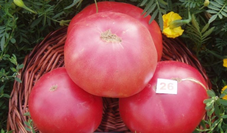 Характеристика гиганта привлекает огородников за то, что эти помидоры можно использовать до самого ноября. Овощи хорошо транспортируются