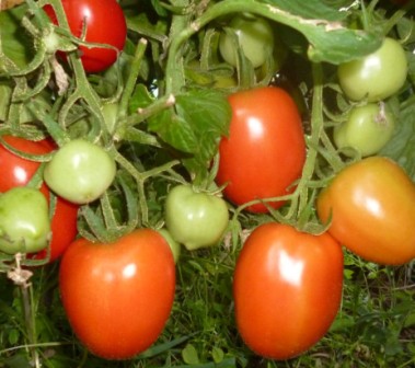 Столыпин - это относительно недавно полученный сорт помидоров