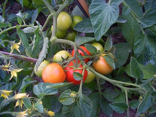 Так как томат плодоносил до самых заморозков, часть помидоров были сняты зелеными